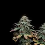 Dad’s Grow (“grow this for me son” LOL)
