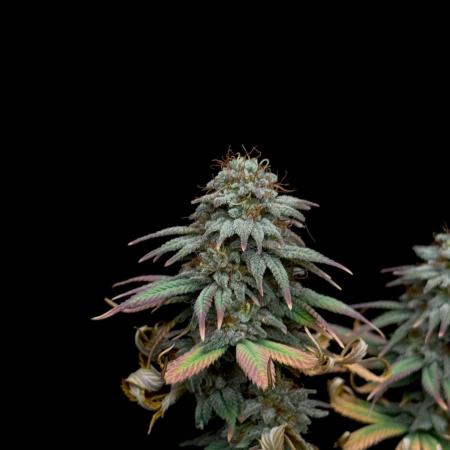Dad’s Grow (“grow this for me son” LOL)