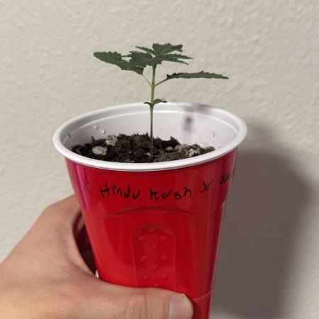 Island seeds in the Mainland (2)