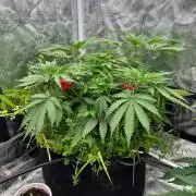1st Humboldt Seed Co. Grow