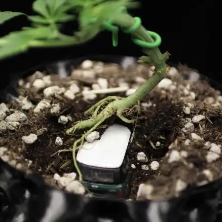 “Bonsai” Attempts #1