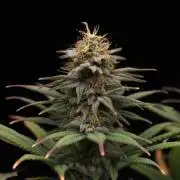 Dad’s Grow (“grow this for me son” LOL)
