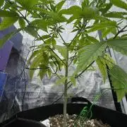 My First Seed to Harvest | Budget build