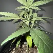 Is it a Boy or Girl?