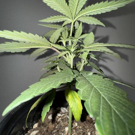 Is it a Boy or Girl?