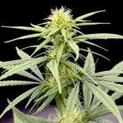 My First Seed to Harvest | Budget build