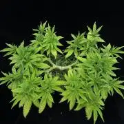 64 Cola Mainline Try | Hawaiian Genetics