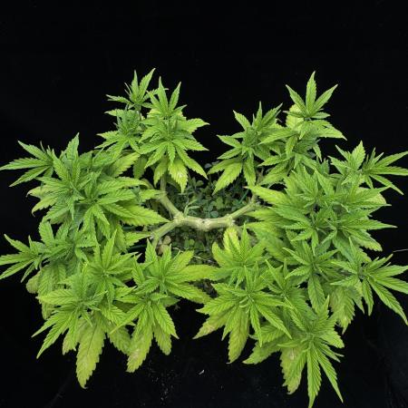 64 Cola Mainline Try | Hawaiian Genetics