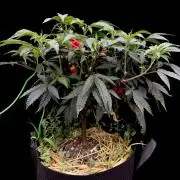 Impulse Purchase | Dispensary Clone