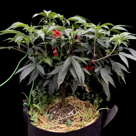 Impulse Purchase | Dispensary Clone
