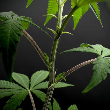 Is it a Boy or Girl? (mystery seed)