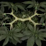 64 Cola Mainline Try | Hawaiian Genetics