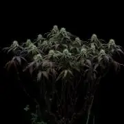 Impulse Purchase | Dispensary Clone
