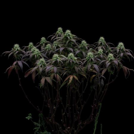 Impulse Purchase | Dispensary Clone