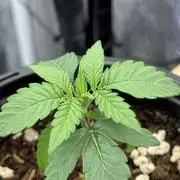 Is it a Boy or Girl?