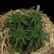1st Humboldt Seed Co. Grow