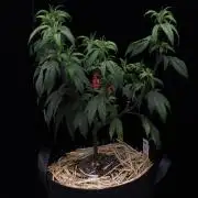 Impulse Purchase (clone)