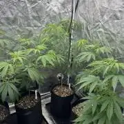 Island seeds in the Mainland