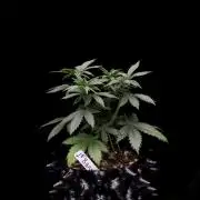Dad’s Grow (“grow this for me son” LOL)