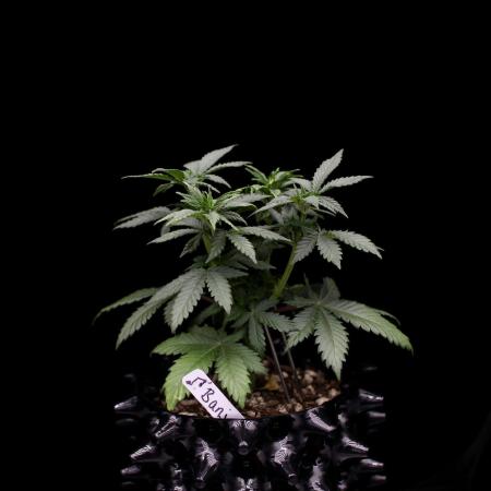 Dad’s Grow (“grow this for me son” LOL)