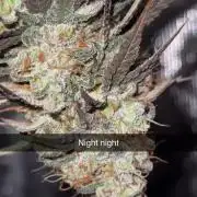 My First Seed to Harvest | Budget build
