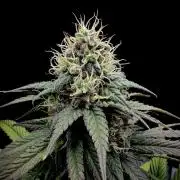 My First Seed to Harvest | Budget build