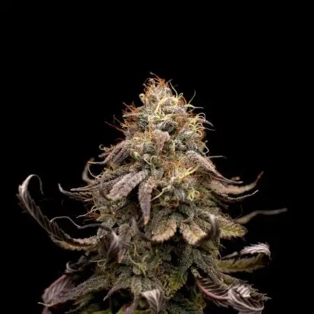 Hawaiian Bred Fire!!!
