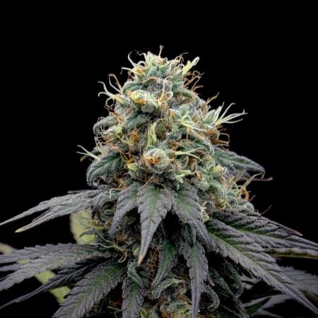 My First Seed to Harvest | Budget build