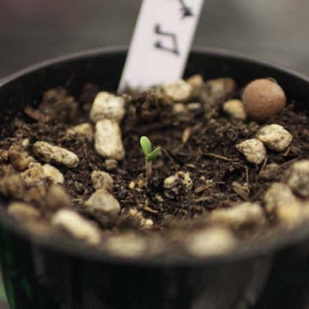 Dad’s Grow (“grow this for me son” LOL)
