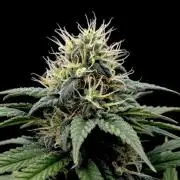 My First Seed to Harvest | Budget build