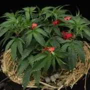 Trop Cherry | Holy Grail Clone