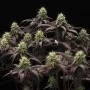 Impulse Purchase | Dispensary Clone