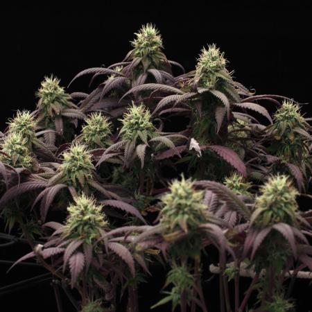 Impulse Purchase | Dispensary Clone