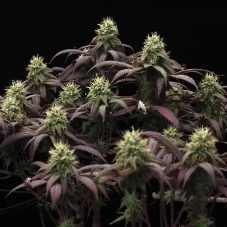 Impulse Purchase | Dispensary Clone