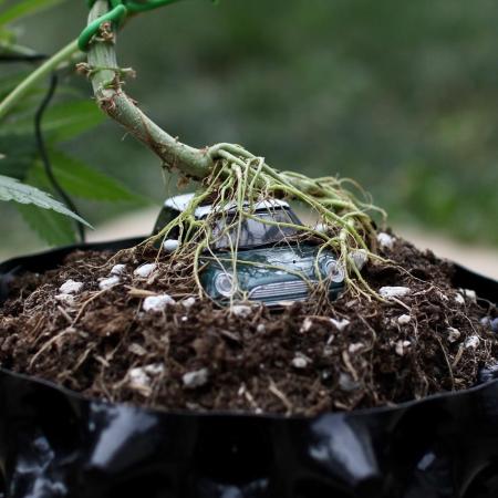 “Bonsai” Attempts #1