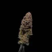 Is it a Boy or Girl? (bagseed)