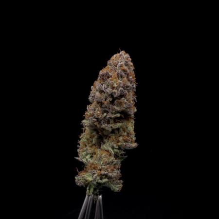 Is it a Boy or Girl? (bagseed)