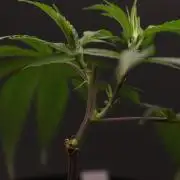 Impulse Purchase (clone)