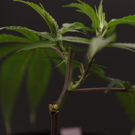 Impulse Purchase (clone)