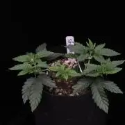 Hawaiian Bred Fire!!!