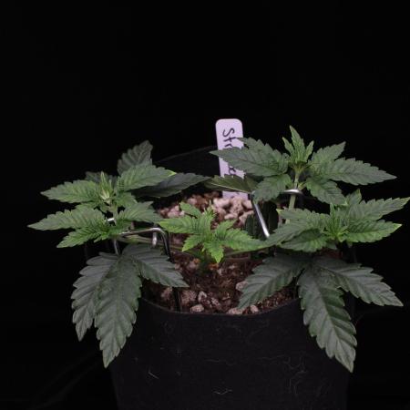 Hawaiian Bred Fire!!!