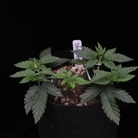 Hawaiian Bred Fire!!!
