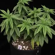 Hawaiian Bred Fire!!!