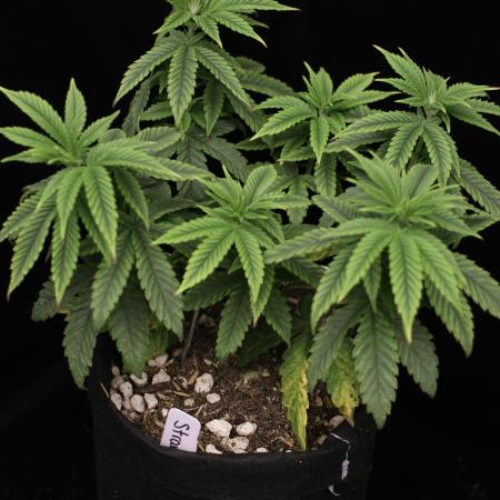 Hawaiian Bred Fire!!!