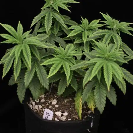 Hawaiian Bred Fire!!!