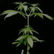 Island seeds in the Mainland