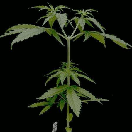 Island seeds in the Mainland