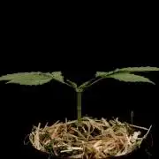Mainline Attempt | Hawaiian Genetics