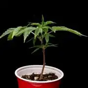 Trop Cherry | Holy Grail Clone