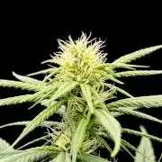 My First Seed to Harvest | Budget build